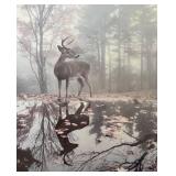 BR1 - Thomas D. Mangelsen Whitetail Reflections Print Framed