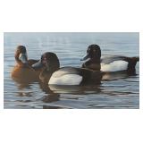 LLR - Phil Scholer Limited Edition Duck Print 308/750 Framed