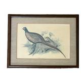 LR - Vintage Edward Lear Common Pheasant Framed Print