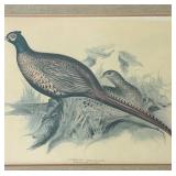 LR - Vintage Edward Lear Common Pheasant Framed Print