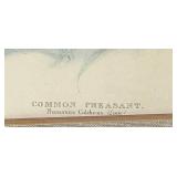 LR - Vintage Edward Lear Common Pheasant Framed Print