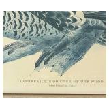 LR - Capercaillie or Cock of the Wood Framed Print