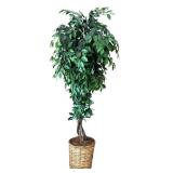 DR - 8 Ft Ficus Tree in Woven Basket Planter