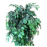DR - 8 Ft Ficus Tree in Woven Basket Planter