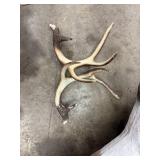 Deer Archery Target With Detached Antlers