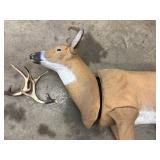 Deer Archery Target With Detached Antlers