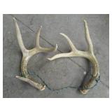 Pair of non-mounted antlers and 5-g...