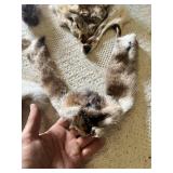 Animal fur pelts and tails