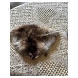 Animal fur pelts and tails