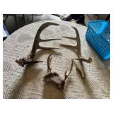 Deer Antlers