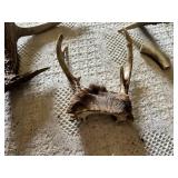 Deer Antlers