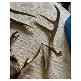 Deer Antlers