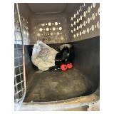 Dog care items including pet carrier, leashes, collars, bowls, and booties