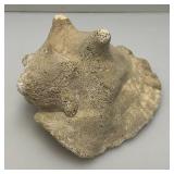 Antique Partially Fossilized Sea Shell Large Conch Seashell 7"