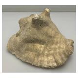 Antique Partially Fossilized Sea Shell Large Conch Seashell 7"