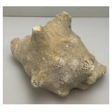 Antique Partially Fossilized Sea Shell Large Conch Seashell 7"