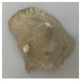 Antique Partially Fossilized Sea Shell Large Conch Seashell 7"