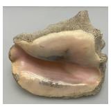 Antique Partially Fossilized Sea Shell Large Conch Seashell 7"