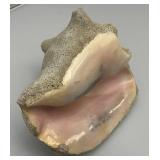 Antique Partially Fossilized Sea Shell Large Conch Seashell 7"