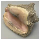 Antique Partially Fossilized Sea Shell Large Conch Seashell 7"