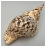 Large Caronia Tritons Trumpet Horn Seashell 12" With Hole