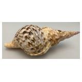 Large Caronia Tritons Trumpet Horn Seashell 12" With Hole