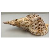 Large Caronia Tritons Trumpet Horn Seashell 12" With Hole