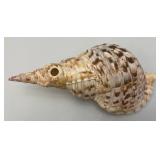Large Caronia Tritons Trumpet Horn Seashell 12" With Hole