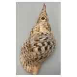 Large Caronia Tritons Trumpet Horn Seashell 12" With Hole