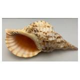 Large Caronia Tritons Trumpet Horn Seashell 12" With Hole