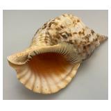 Large Caronia Tritons Trumpet Horn Seashell 12" With Hole