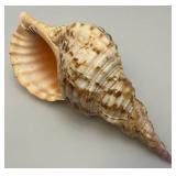 Large Caronia Tritons Trumpet Horn Seashell 12" With Hole