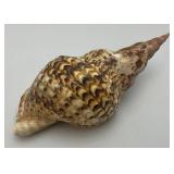 Large Caronia Tritons Trumpet Horn Seashell 10 3/4"" With Hole