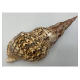 Large Caronia Tritons Trumpet Horn Seashell 10 3/4"" With Hole