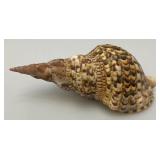 Large Caronia Tritons Trumpet Horn Seashell 10 3/4"" With Hole