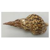 Large Caronia Tritons Trumpet Horn Seashell 10 3/4"" With Hole