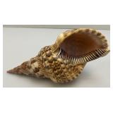 Large Caronia Tritons Trumpet Horn Seashell 10 3/4"" With Hole
