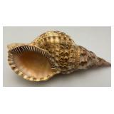 Large Caronia Tritons Trumpet Horn Seashell 10 3/4"" With Hole