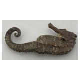 Vintage  Seahorse Skeleton 3 1/4"