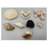 Misc. Coral, Seashells, Shark Jaw, Sand Dollar And More