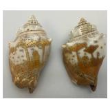 Misc. Coral, Seashells, Shark Jaw, Sand Dollar And More