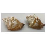 Misc. Coral, Seashells, Shark Jaw, Sand Dollar And More