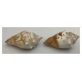 Misc. Coral, Seashells, Shark Jaw, Sand Dollar And More
