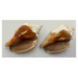 Misc. Coral, Seashells, Shark Jaw, Sand Dollar And More