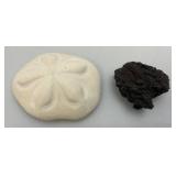 Misc. Coral, Seashells, Shark Jaw, Sand Dollar And More