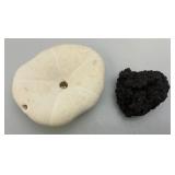 Misc. Coral, Seashells, Shark Jaw, Sand Dollar And More