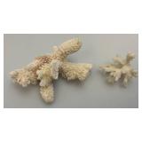 Misc. Coral, Seashells, Shark Jaw, Sand Dollar And More