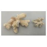 Misc. Coral, Seashells, Shark Jaw, Sand Dollar And More