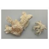 Misc. Coral, Seashells, Shark Jaw, Sand Dollar And More