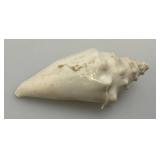 Misc. Coral, Seashells, Shark Jaw, Sand Dollar And More